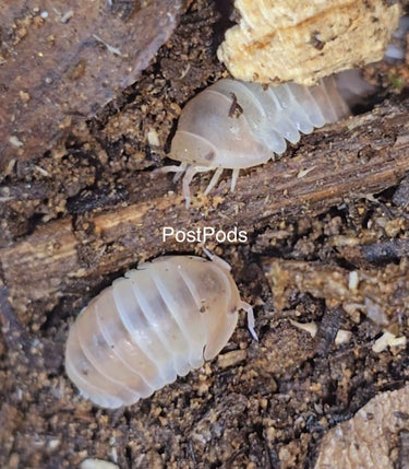 cubaris pink panda king isopods for sale